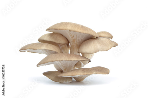 Mushroom isolated on white background photo