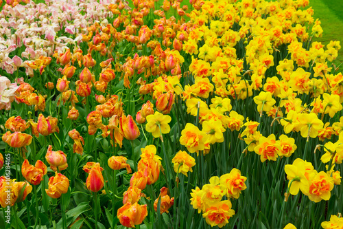 Yellow  daffosdils flowers © neirfy