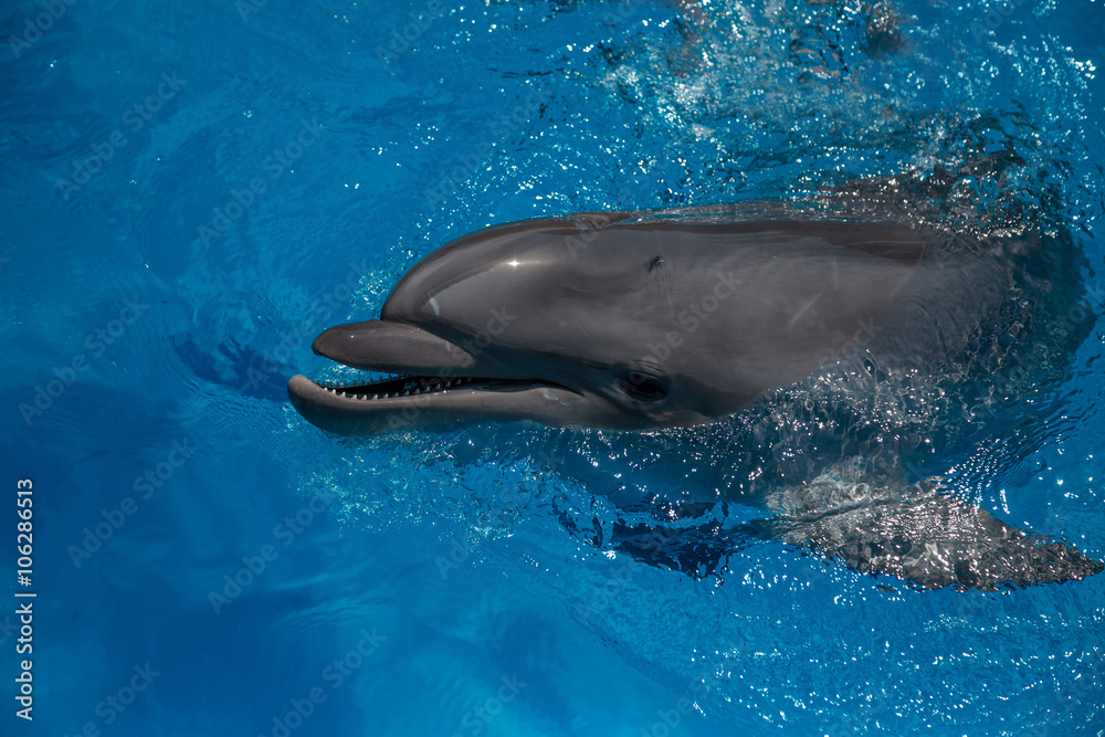 Obraz premium dolphin close up portrait while looking at you while smiling