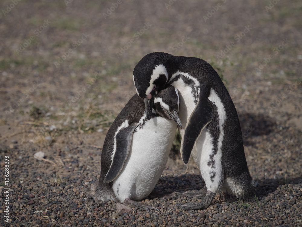 Obraz premium Magellanic penguin (Spheniscus magellanicus)