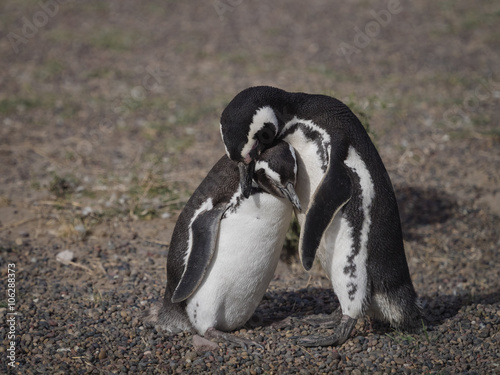  Magellanic penguin (Spheniscus magellanicus)