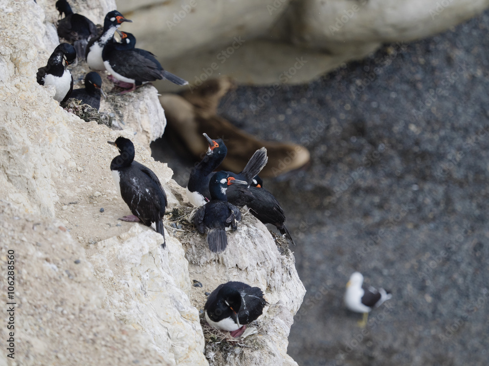 Fototapeta premium Magellanic cormorant colony