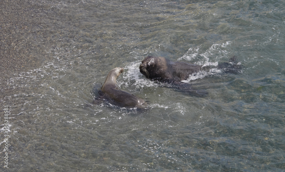 Fototapeta premium Patagonian Sea Lions