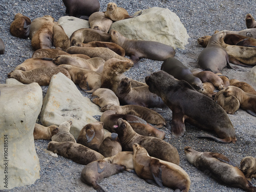 Colony of Patagonian Sea Lions