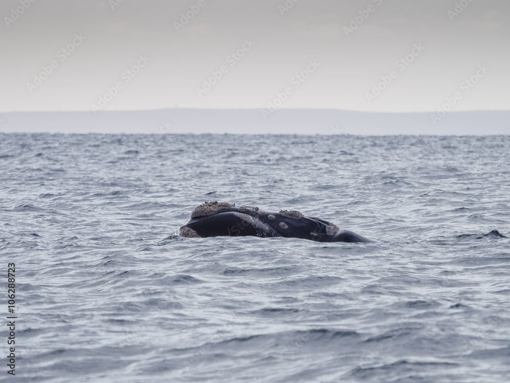 Fototapeta premium Southern Right Whale