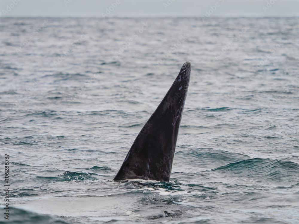 Fototapeta premium Southern Right Whale, seen in Patagonia Argentina