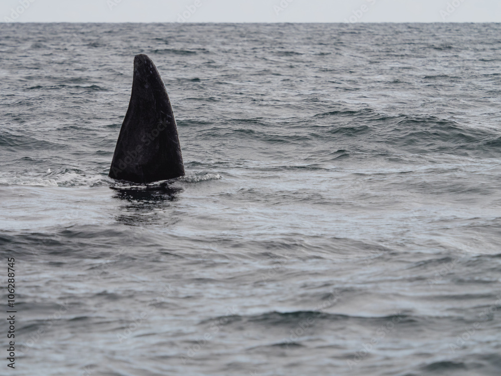 Fototapeta premium Southern Right Whale, seen in Patagonia Argentina