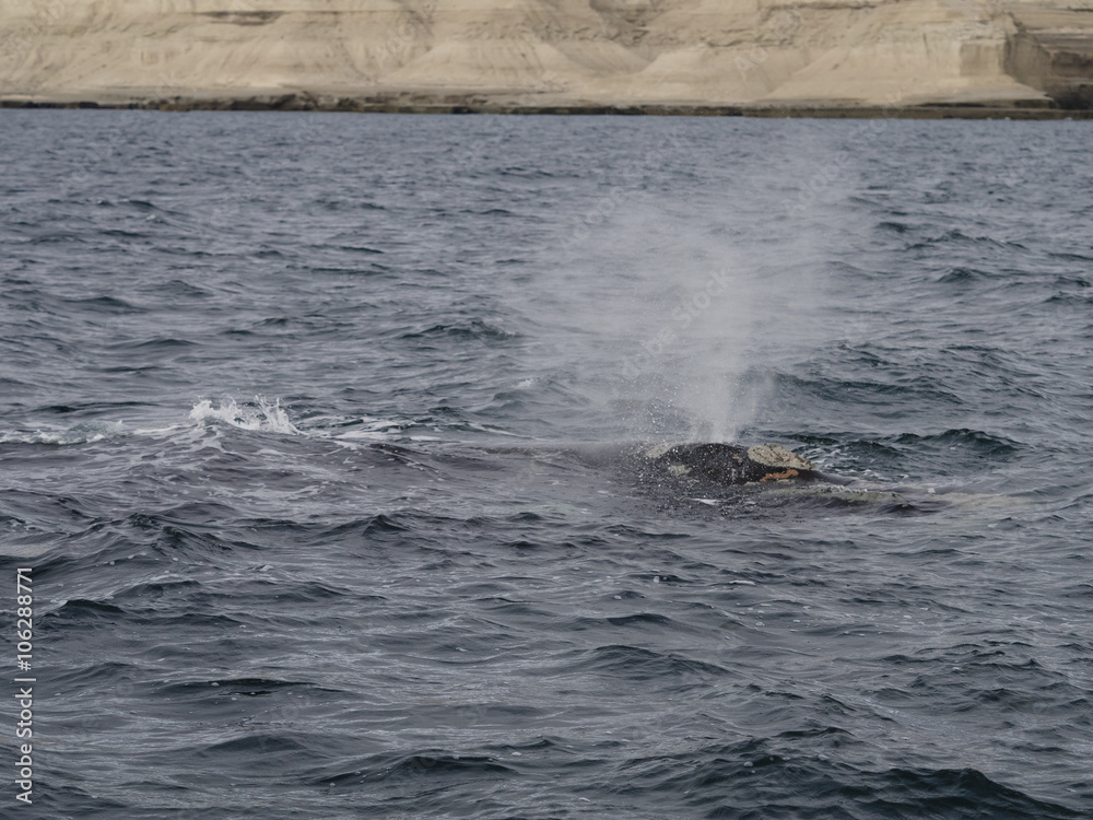 Fototapeta premium Southern Right Whale