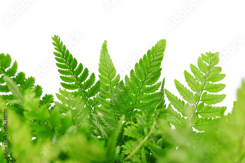 Fern leaves isolated on white background