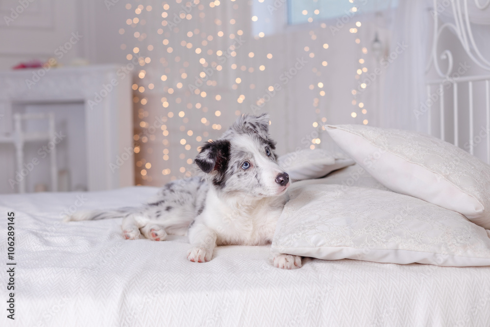 Fototapeta premium Australian Shepherd (Aussie ), 3 months old