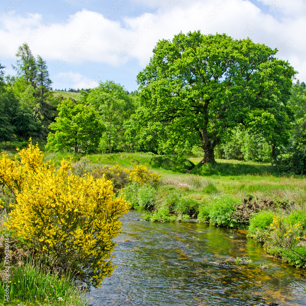 Gorse bush beside the River Dart near Postbridge, Dartmoor National Park, Devon, England. Gorse, Ulex europaeus, is also commonly known as furze or whin. Gorse bush beside the River Dart near Postbridge, Dartmoor National Park, Devon, England. Gorse, Ulex europaeus, is also commonly known as furze or whin.