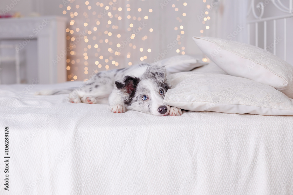 Fototapeta premium Australian Shepherd (Aussie ), 3 months old