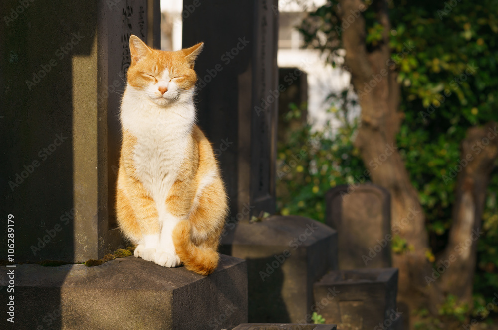 Obraz premium 猫