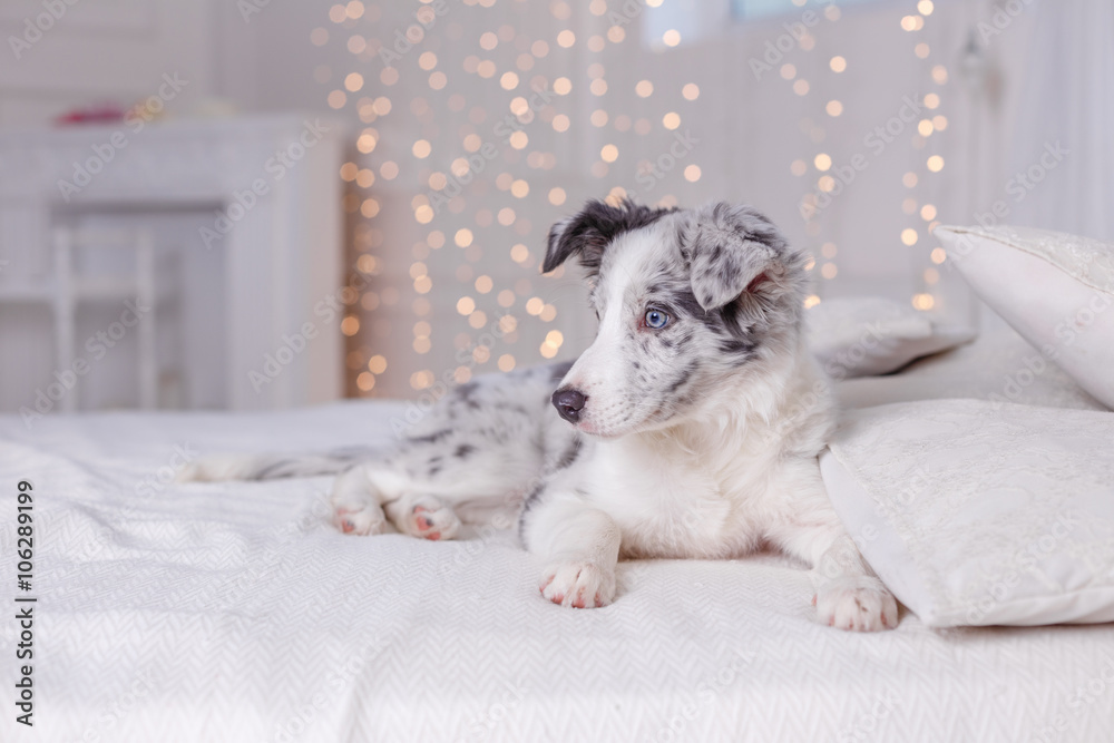 Fototapeta premium Australian Shepherd (Aussie ), 3 months old