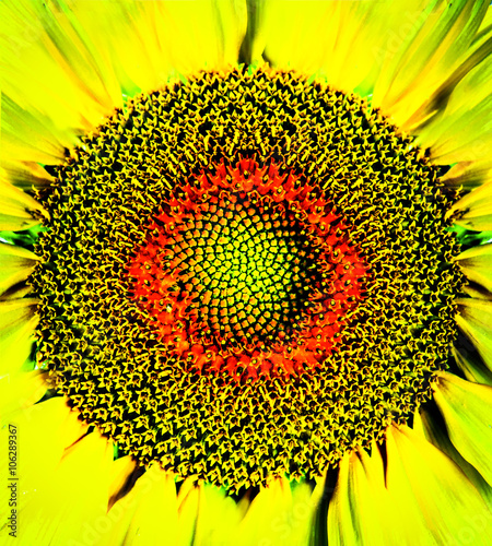 Sonnenblumen Innen
