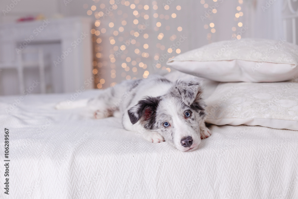 Fototapeta premium Australian Shepherd (Aussie ), 3 months old