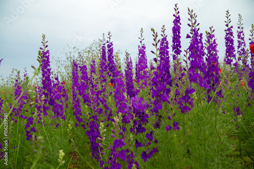 Purple flower field background under cloudy sky