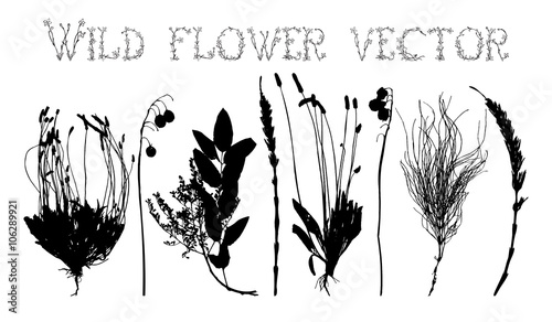 Set silhouettes of wild flowers vector