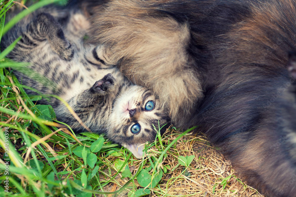 Obraz premium Little kitten lying on the back near mother cat on the grass