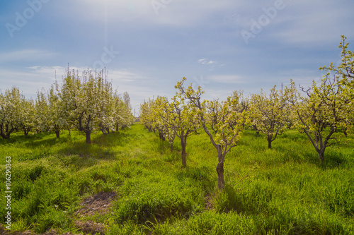 blooming apple tree in spring