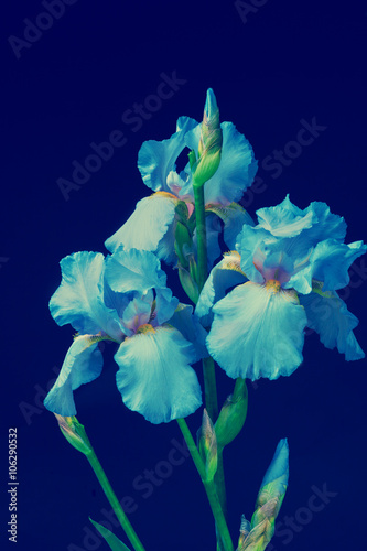 Fototapeta Naklejka Na Ścianę i Meble -  Vintage iris flowers in studio on dark blue background