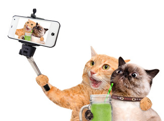 Cats taking a selfie with a smartphone