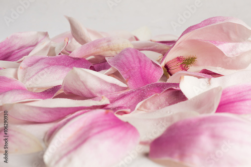 Petals of magnolia kobus covered by droplets