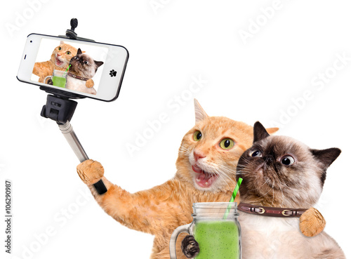 Fototapeta Naklejka Na Ścianę i Meble -  Cats taking a selfie with a smartphone