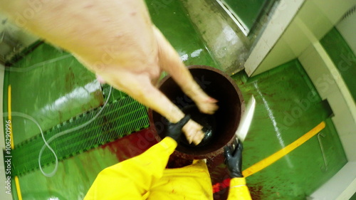 A first-person view of a worker bleeding a pig carcass suspended over a bucket in a green-floored slaughterhouse stall in Ecuador, blood pooling on the floor.