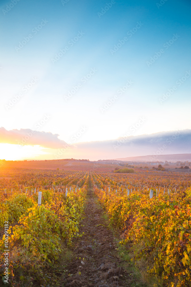 Gorgeous sunset over beautiful green vines