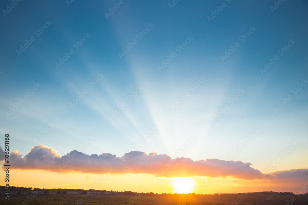 Fototapeta premium Gorgeous sunset over beautiful green vines