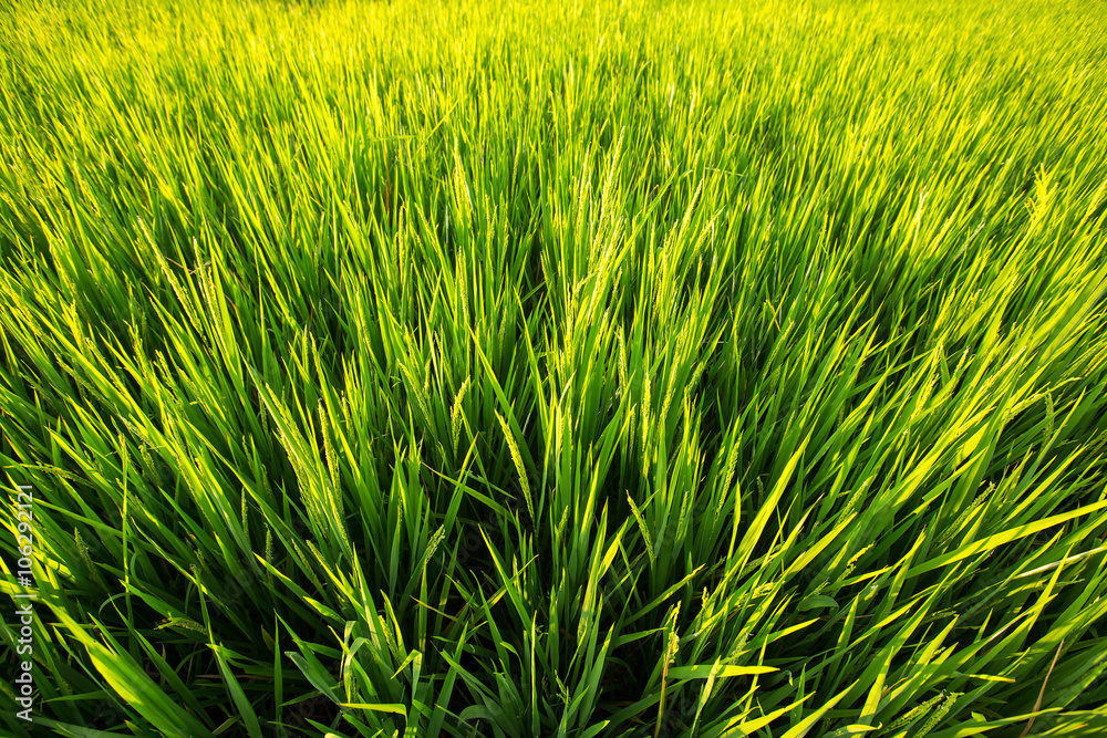 Field green grass closeup. Field green grass closeup.