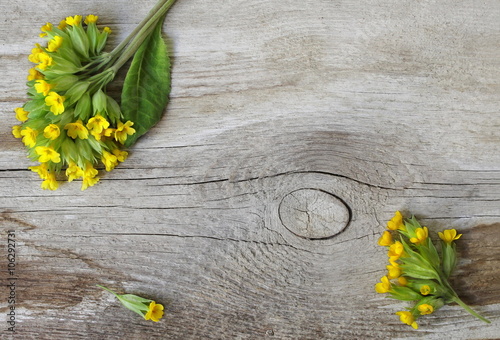 Canvas Print Spring cowslip flowers on a wooden background