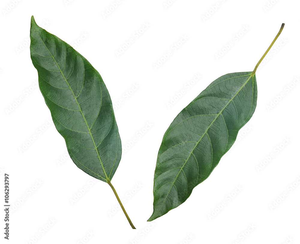 green leaves isolated on white background green leaves isolated on white background