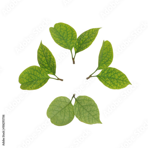 small leaves isolated on white background