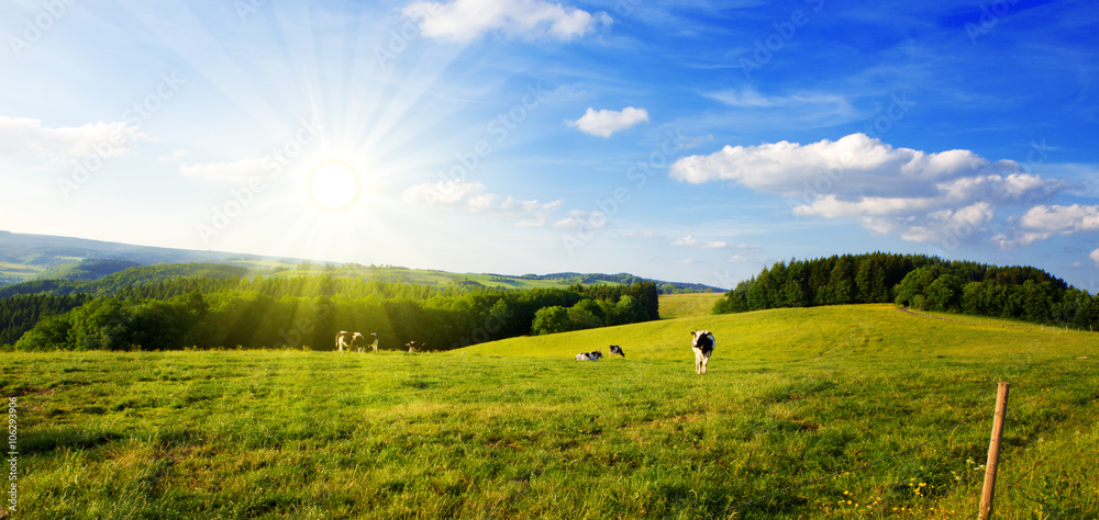 Obraz premium Lato krajobraz z zieloną trawą i krową.