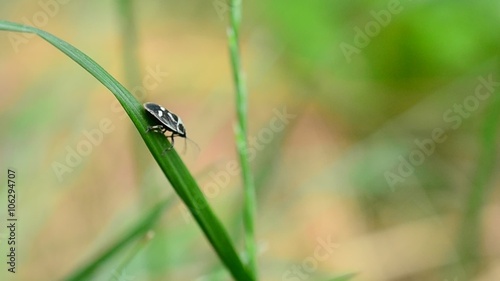 Black and white bug with spots on grass blade photo