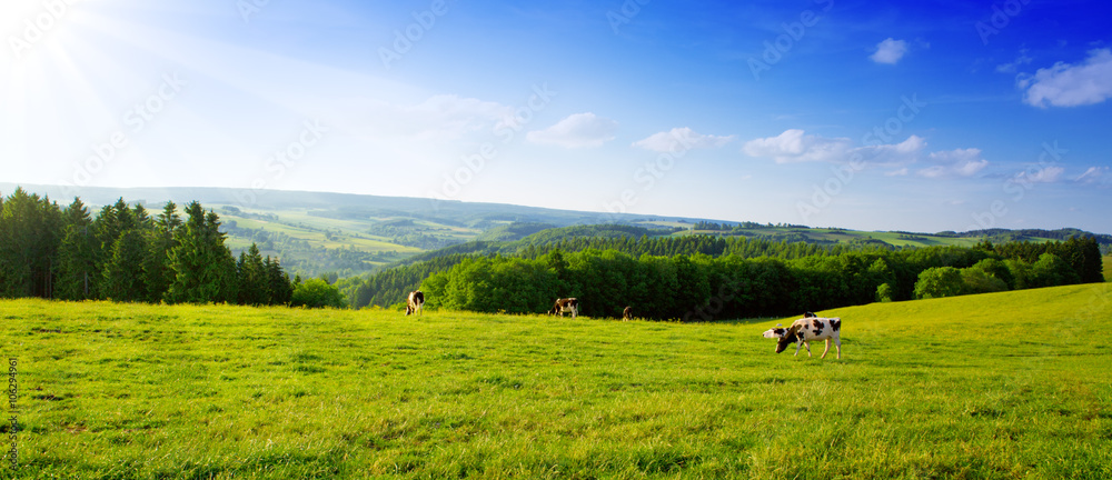 Naklejka premium Lato krajobraz z zieloną trawą i krową.