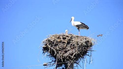 White storks in a nest on a pole