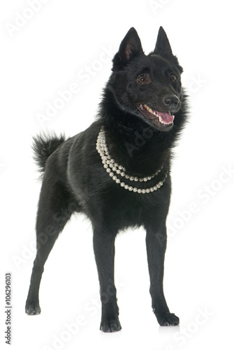 young Schipperke dog