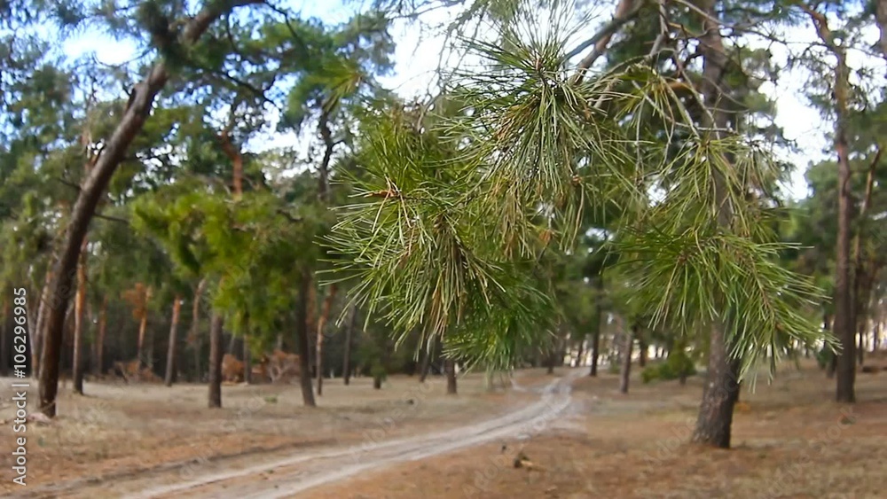 pine forest tree tops in blue sky landscape nature tree branch pine forest tree tops in blue sky landscape nature tree branch