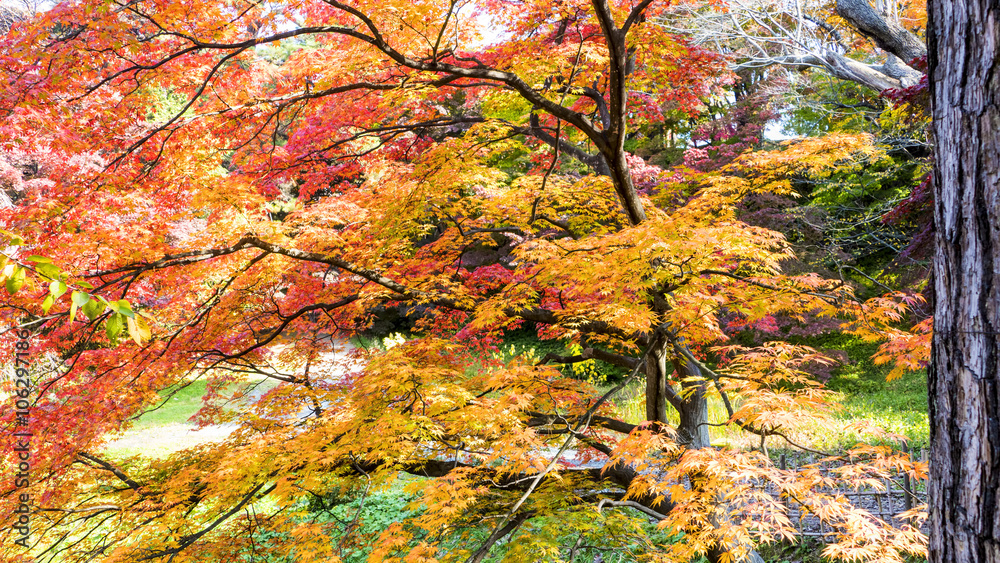 Beautiful season at the Hirosaki Castle Park in Hirosaki, Aomori