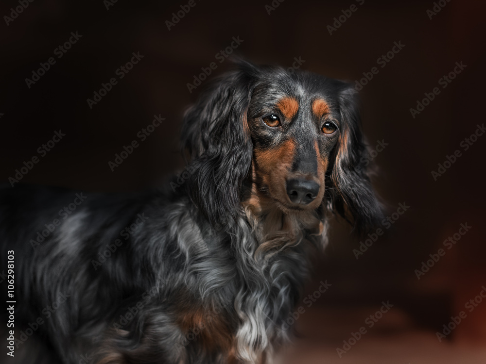 Dachshund dog looks at camera