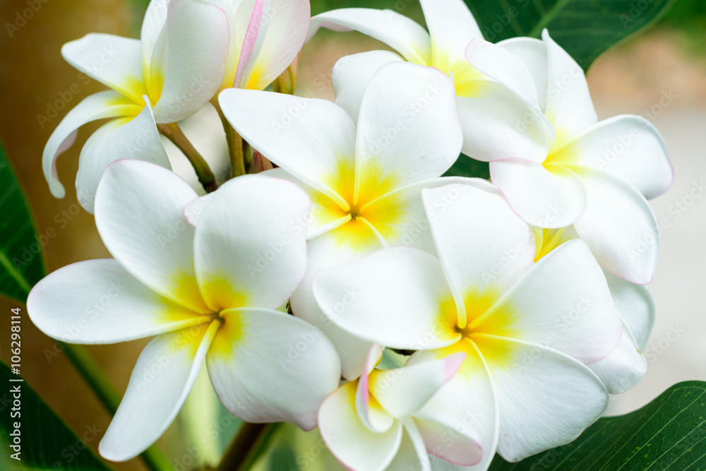White and yellow Plumeria frangipani flowers on tree with natural background