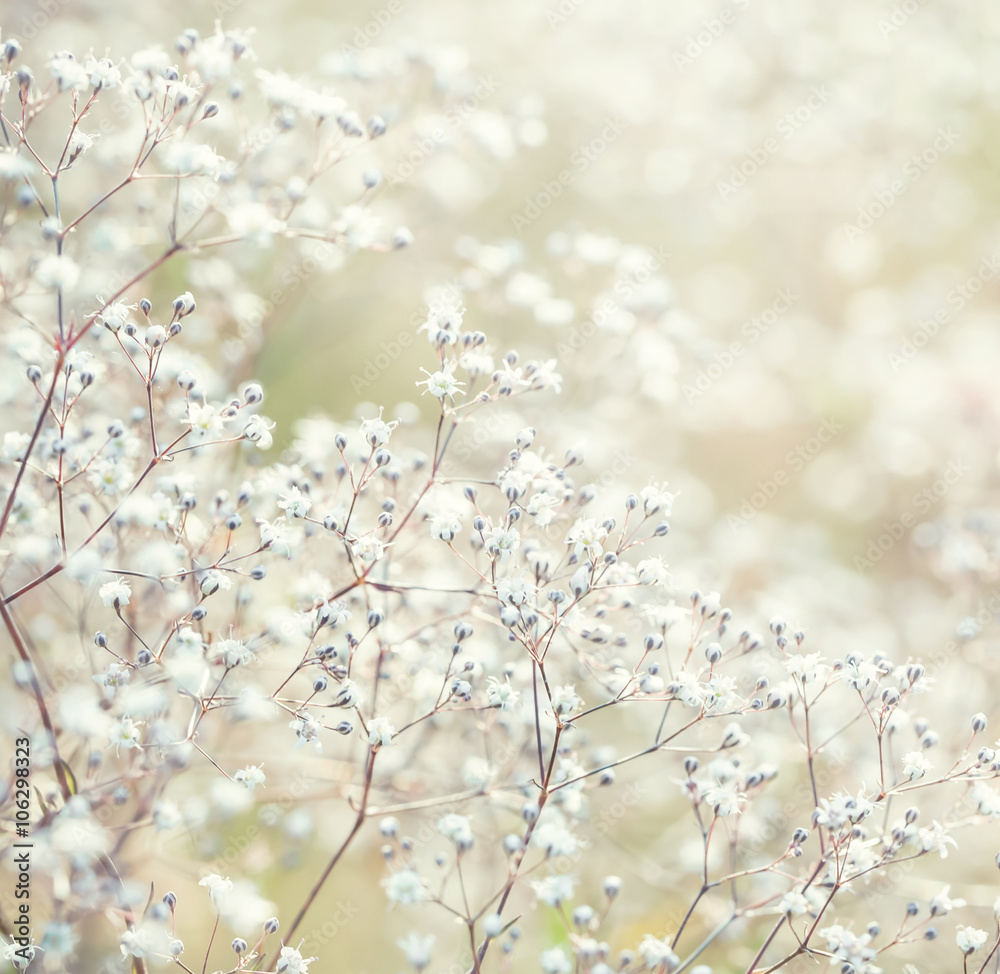 Naklejka premium Small white flowers, close up