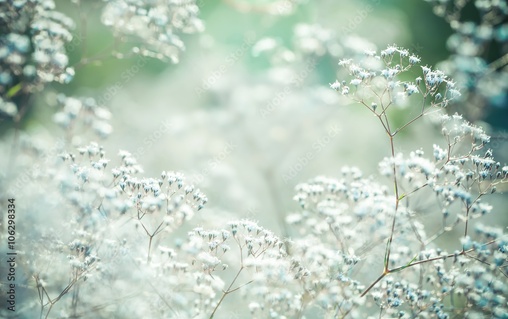 Small white flowers, close up