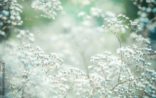Small white flowers, close up