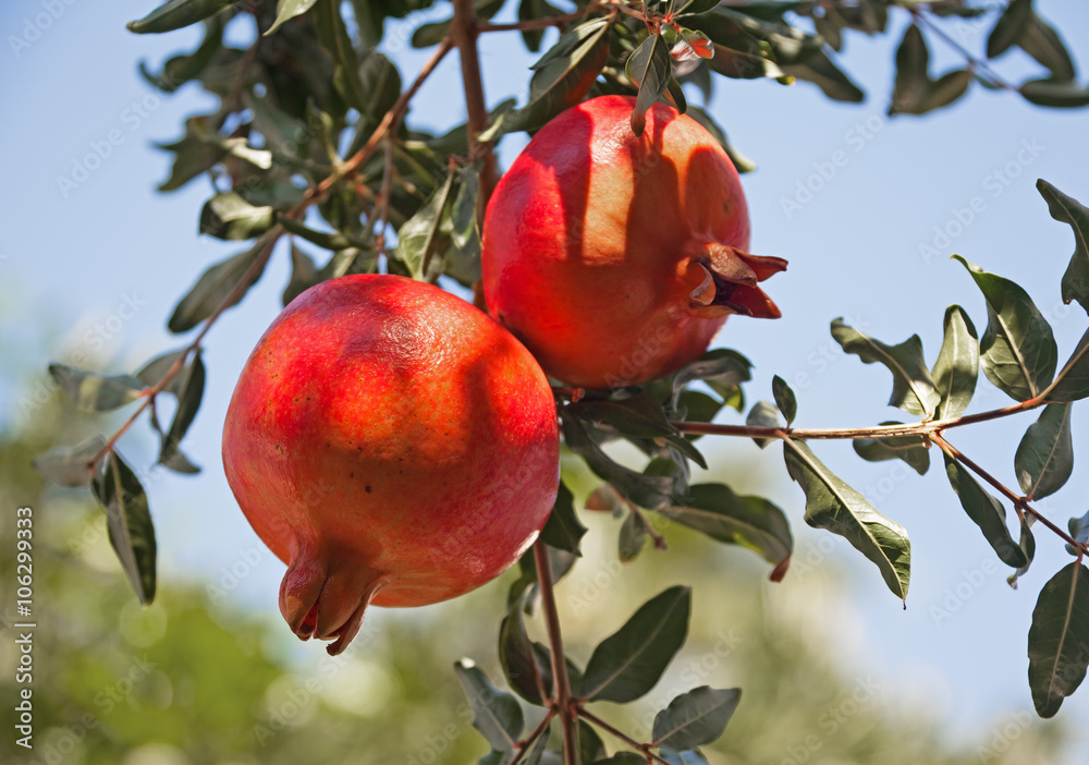 Harvest of ripe pomegranates. Harvest of ripe pomegranates.