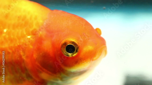 Stunning slow motion underwater footage of an adult goldfish breathing in a home aquarium,perfect for fish enthusiasts. photo