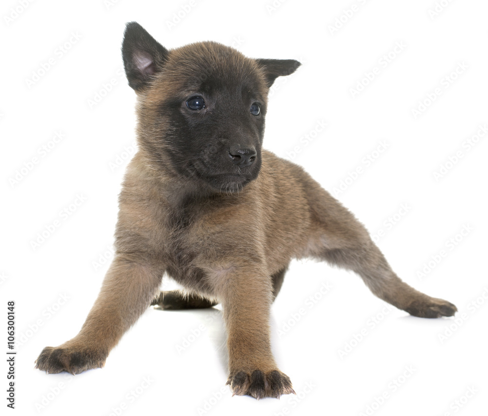 puppy belgian shepherd malinois puppy belgian shepherd malinois